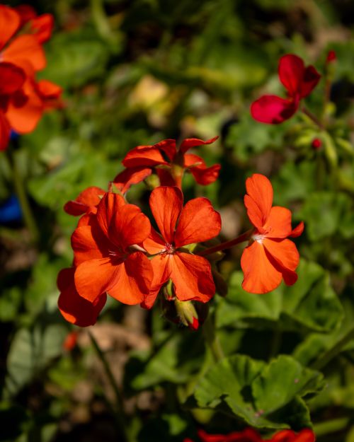 Free Stunning close-up of vibrant red geranium flowers in full bloom against lush green foliage. Stock Photo