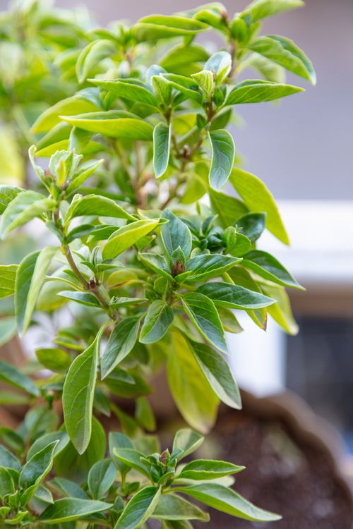 Free A vibrant close-up photo of fresh basil plant leaves in natural sunlight, showcasing their lush green hue. Stock Photo