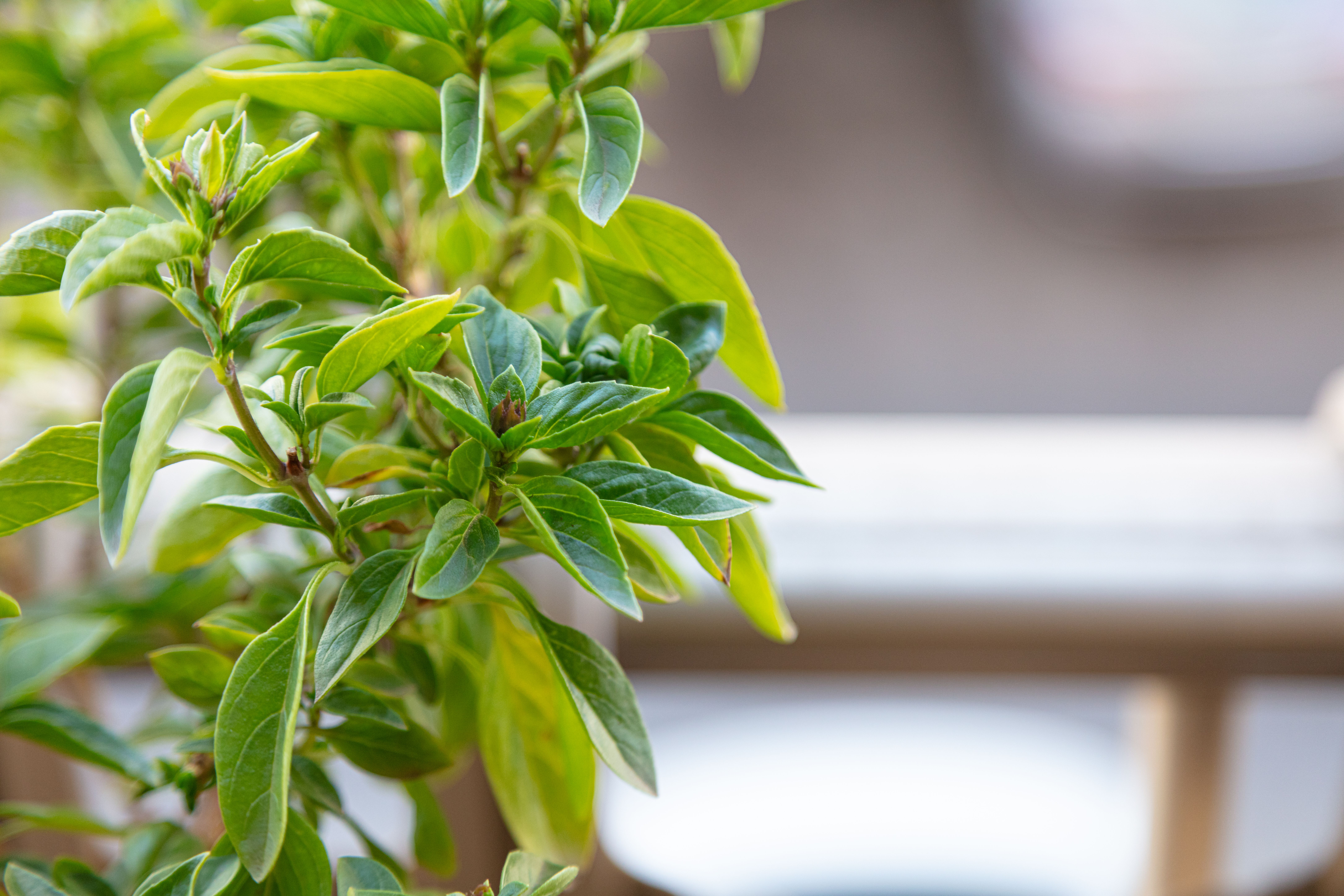 Jardinage vertical sur balcon : techniques et plantes adaptées 
