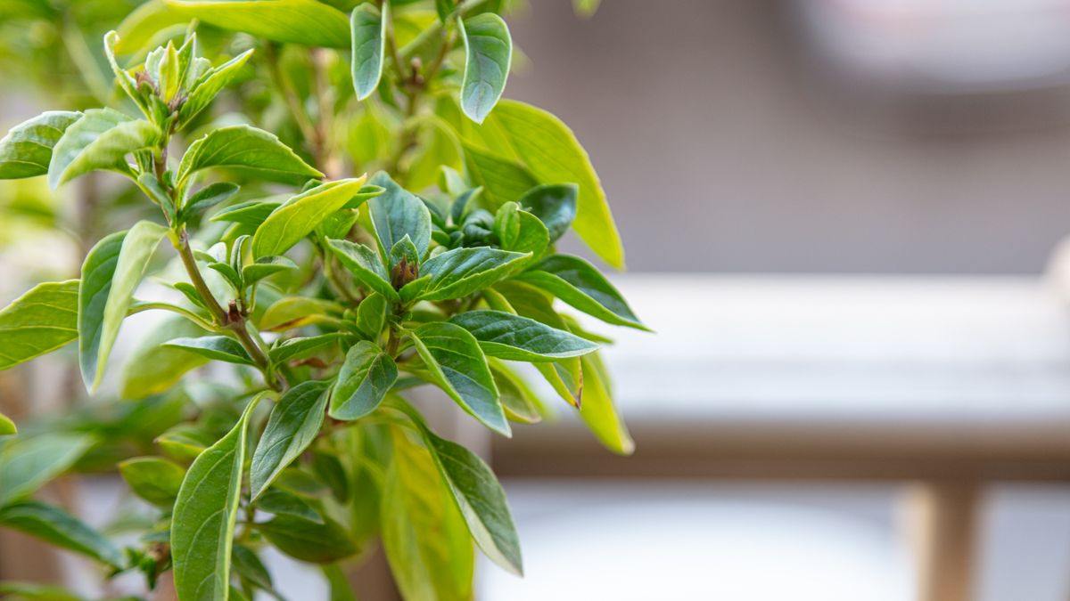 Jardinage vertical sur balcon : techniques et plantes adaptées