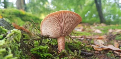 Free Detailed view of a wild mushroom growing among mosses in an English woodland. Stock Photo