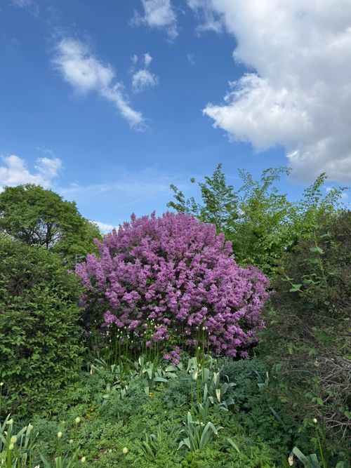 Free A lush lilac bush in full bloom surrounded by greenery under a bright blue sky with clouds. Stock Photo