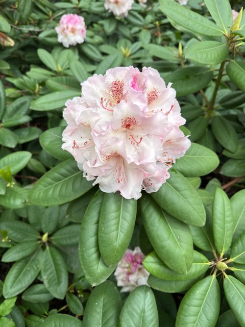 Free Beautiful pale pink rhododendron blossom surrounded by lush green leaves in a garden setting. Stock Photo