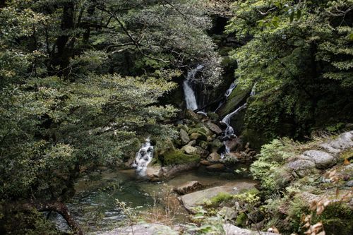 Free A tranquil waterfall amidst lush green forest in Yakushima, Japan, showcasing natural beauty. Stock Photo