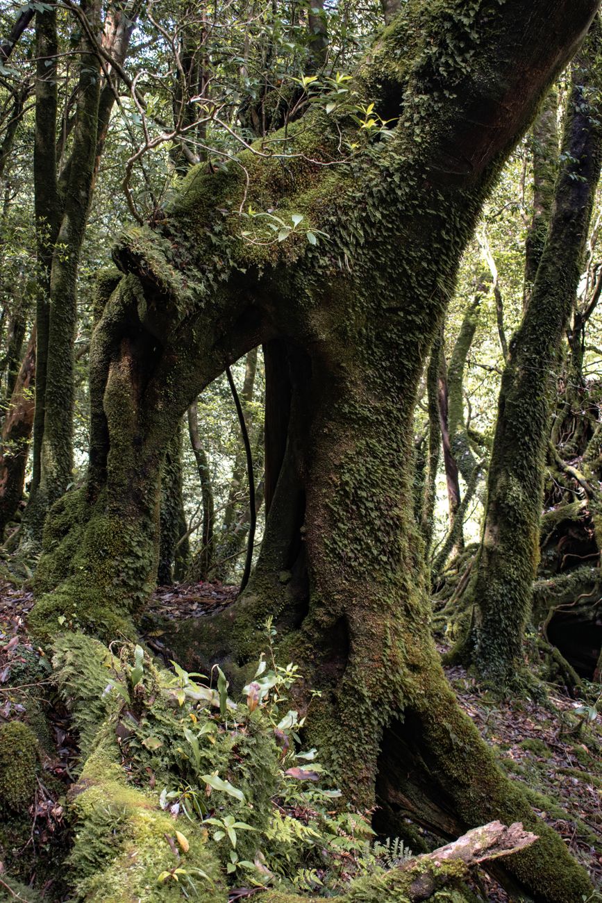 Moss-covered tree and lush greenery in Yakushima's ancient forest.. moss, covered, tree