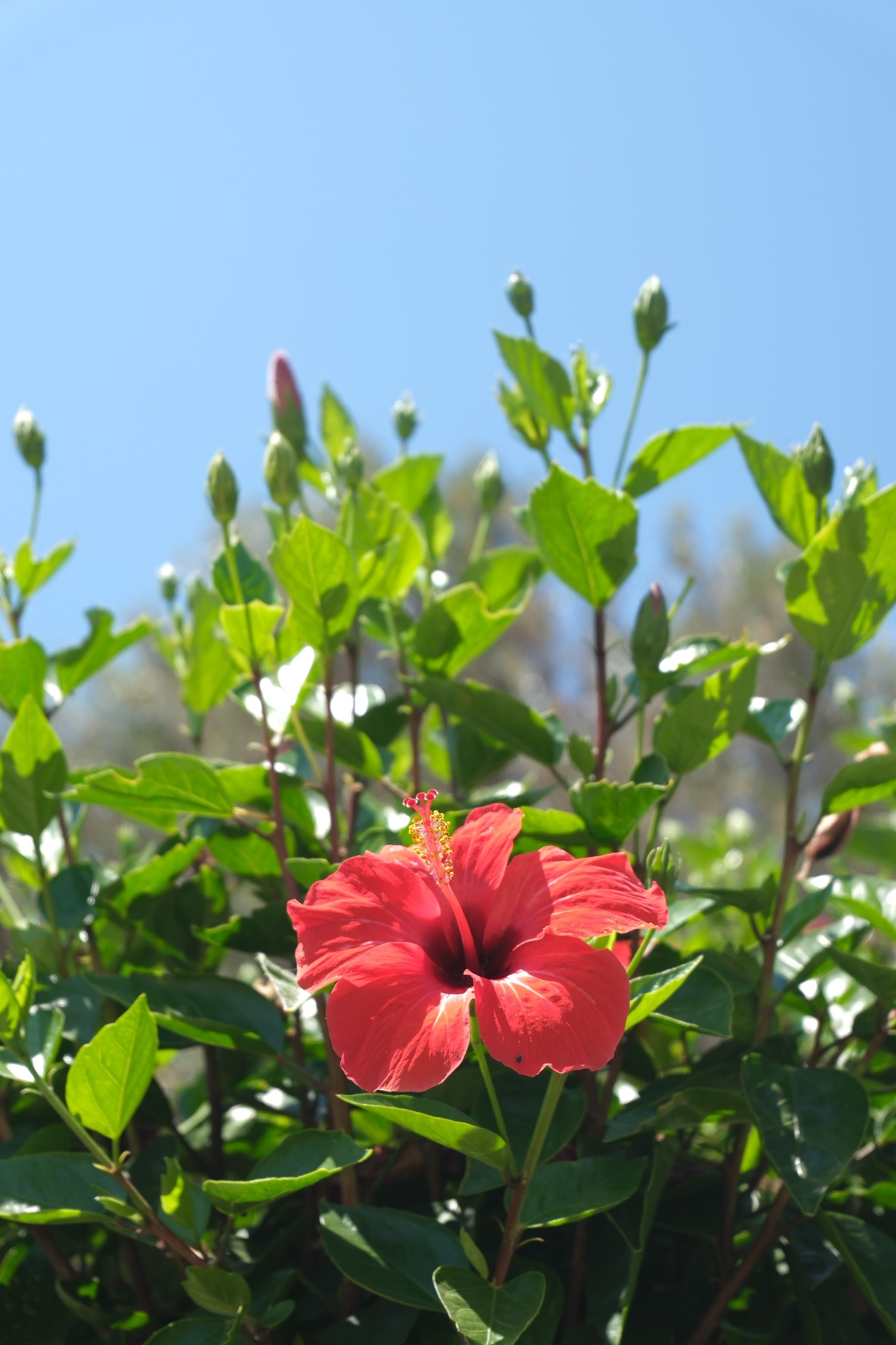 [ColoSach]-a-bright-red-hibiscus-flower-in-full-bloom-with-lush-green-foliage-against-a-clear-blue-sky.