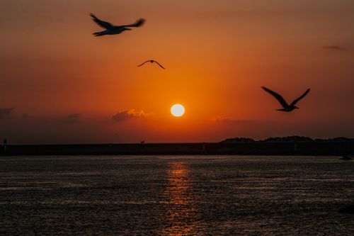 Free A tranquil sunset with birds flying over a calm water surface. Stock Photo