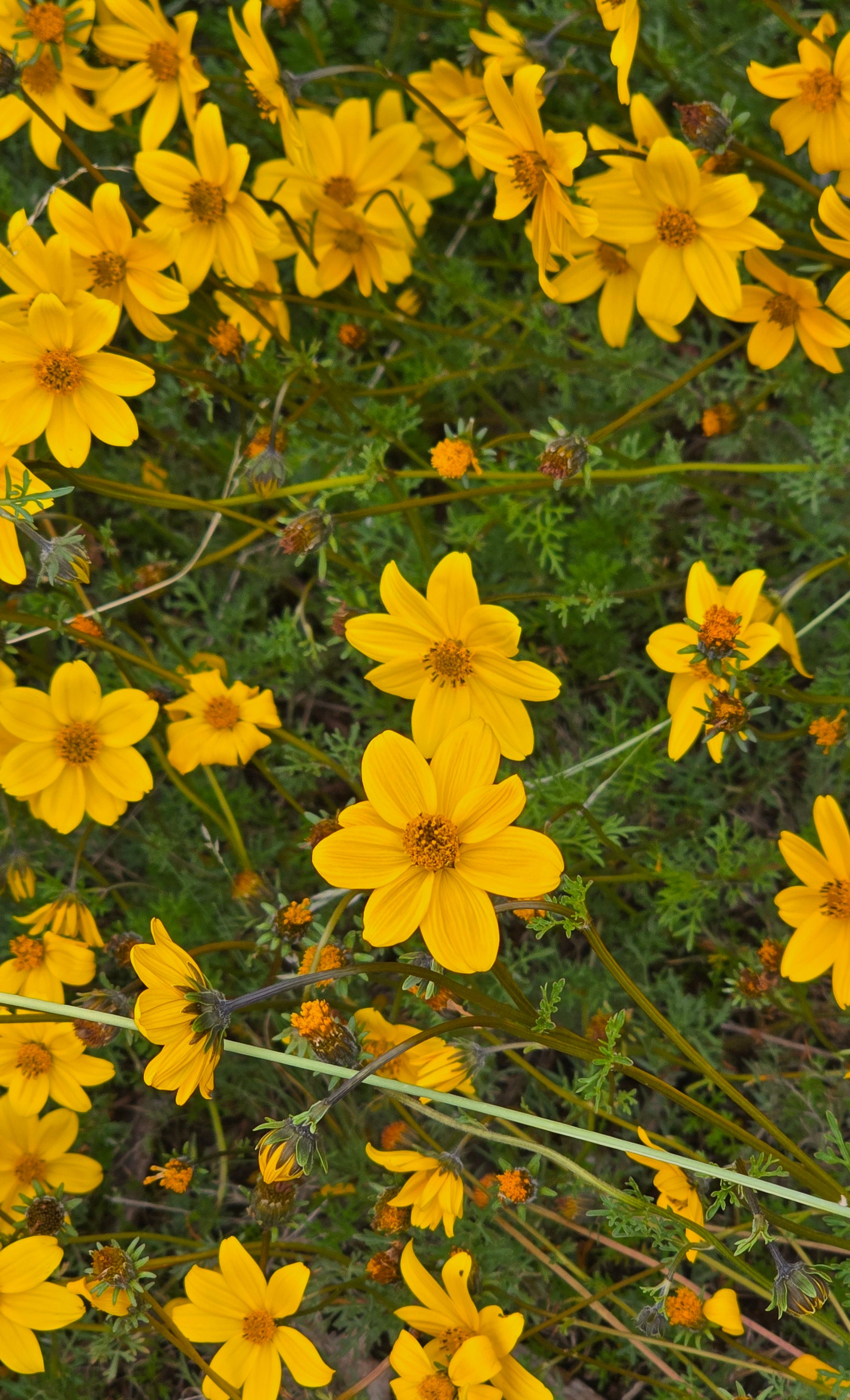 [ColoSach]-bright-yellow-flowers-in-a-lush-garden,-perfect-for-spring-or-summer-themes.