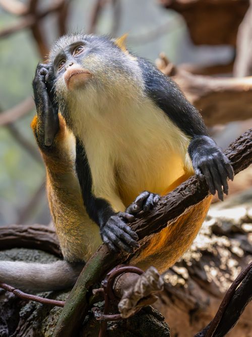 Free A contemplative monkey seated on a branch, captured in a natural setting. Stock Photo