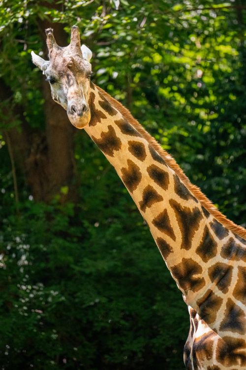 Free Close-up of a giraffe in a New York zoo with lush foliage background, captured in vibrant detail. Stock Photo