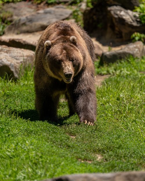 Free A powerful grizzly bear strolling through lush greenery in a natural setting in New York. Stock Photo