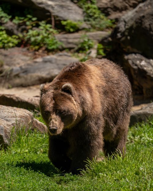 Free A grizzly bear wanders its enclosure, sunlit with rocks and greenery. Stock Photo