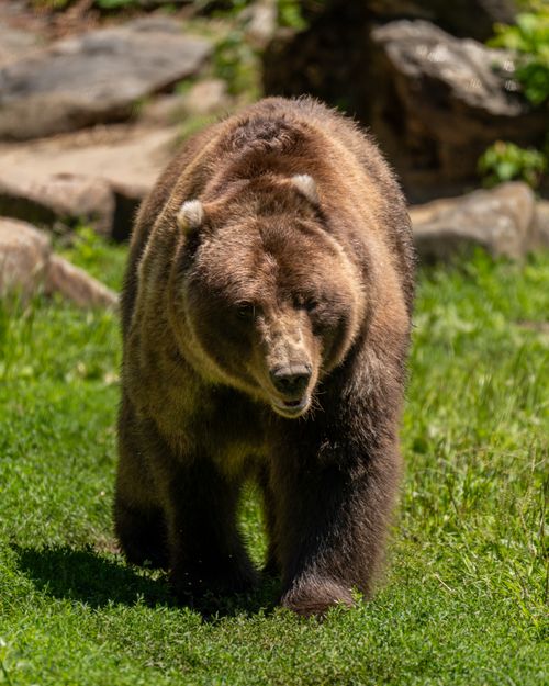 Free Explore the beauty of a grizzly bear in its natural habitat at a New York zoo. Stock Photo