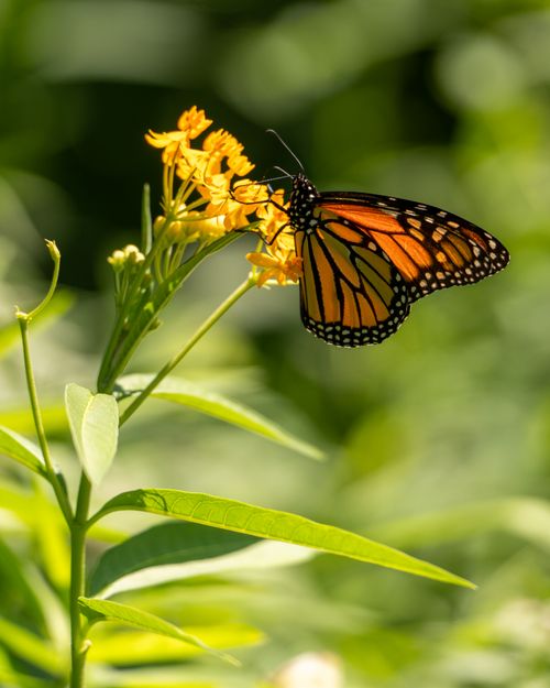 Free A vivid monarch butterfly perched on a milkweed plant basking in sunlight in New York. Stock Photo
