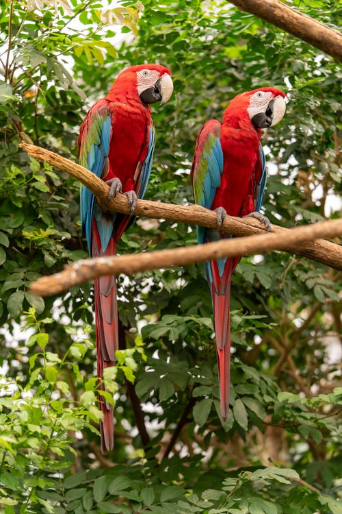 Free Two stunning scarlet macaws perched amidst lush greenery in a tropical setting. Stock Photo