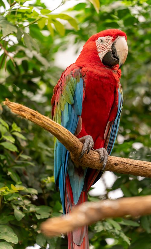 Free Vibrant Scarlet Macaw parrot in lush green surroundings in New York. Stock Photo
