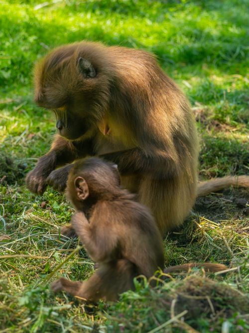 Free A tender moment between a mother and baby monkey in a sunlit meadow, showcasing natural wildlife behavior. Stock Photo