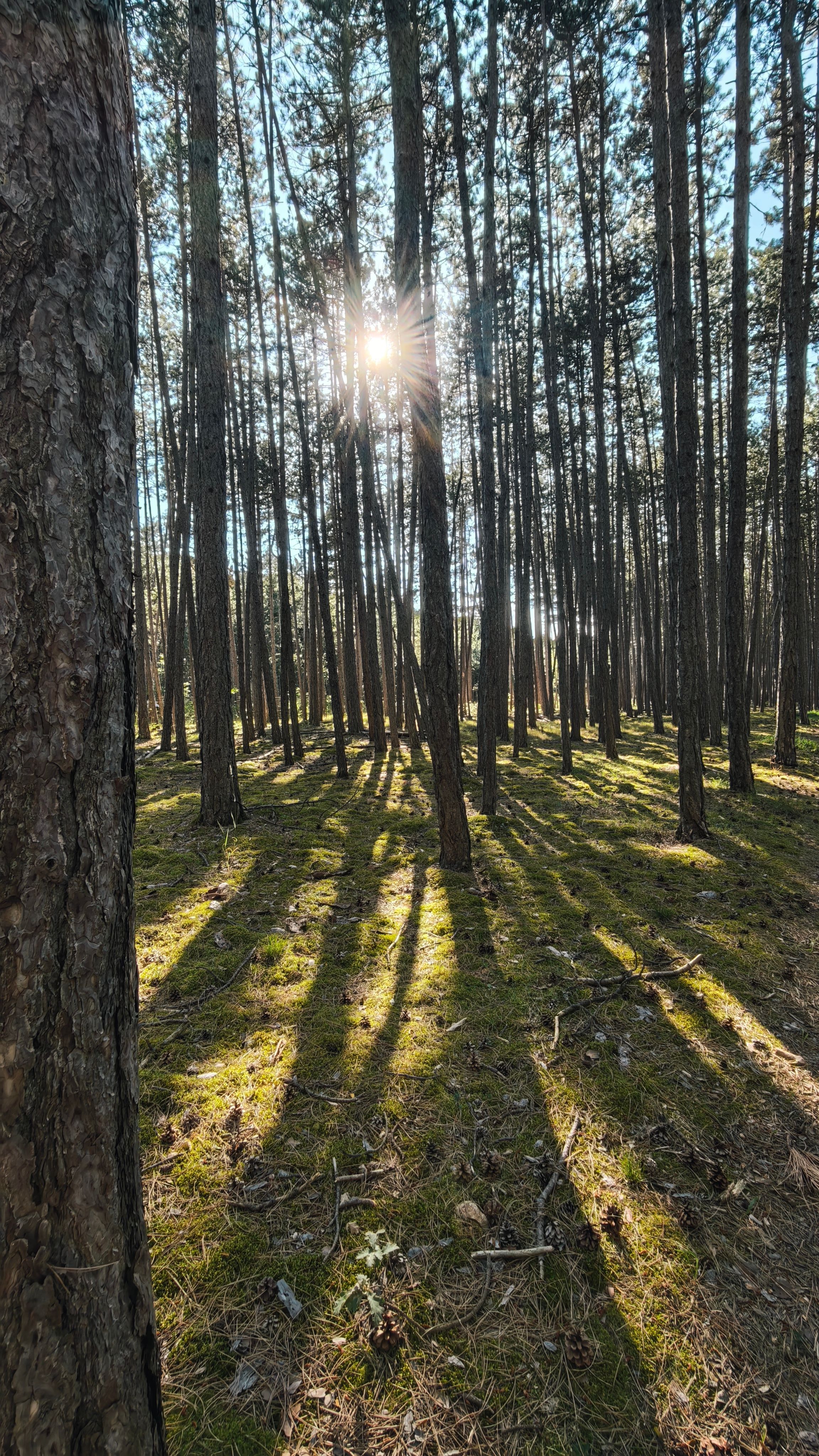 Sunlight filtering through tall pine trees creating dramatic shadows on the forest floor.