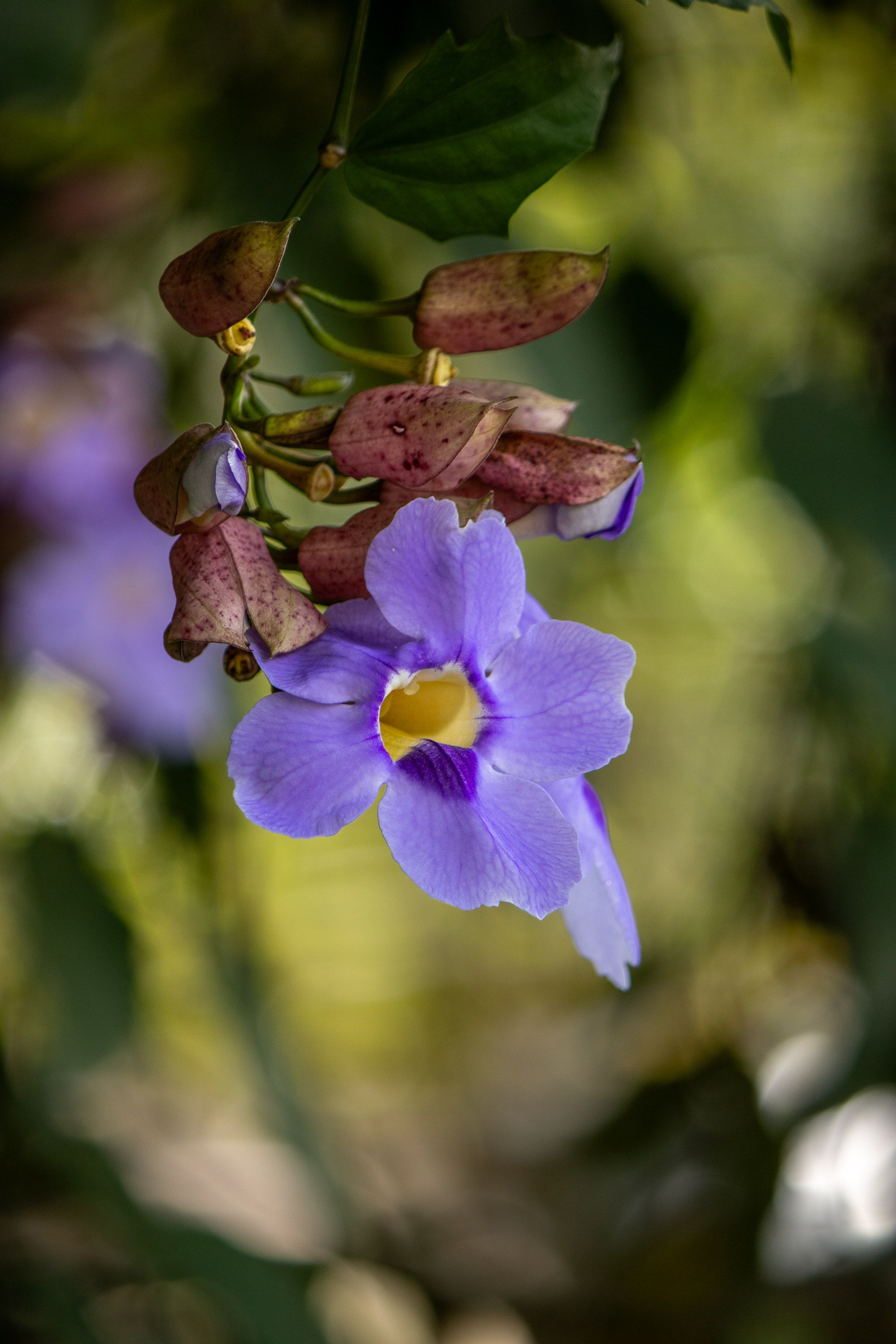 [ColoSach]-close-up-of-a-vivid-purple-thunbergia-flower-with-green-foliage,-creating-a-vibrant-and-natural-scene.