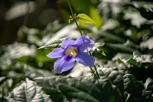 Free A close-up of a purple flower surrounded by lush green leaves, captured in daylight. Stock Photo