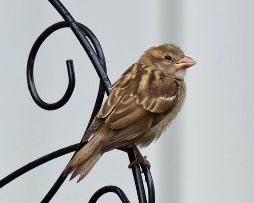 Free Detailed view of a house sparrow perched on a decorative metal rail. Stock Photo