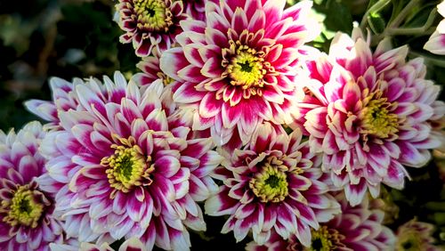 Free Bright pink and white chrysanthemums in full bloom with stunning petal patterns, captured outdoors. Stock Photo