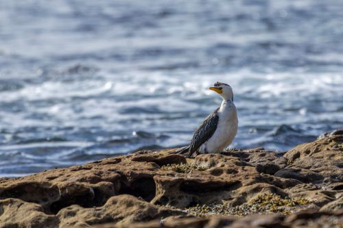Free Little Pied Cormorant perched by the ocean in New South Wales, Australia. Stock Photo