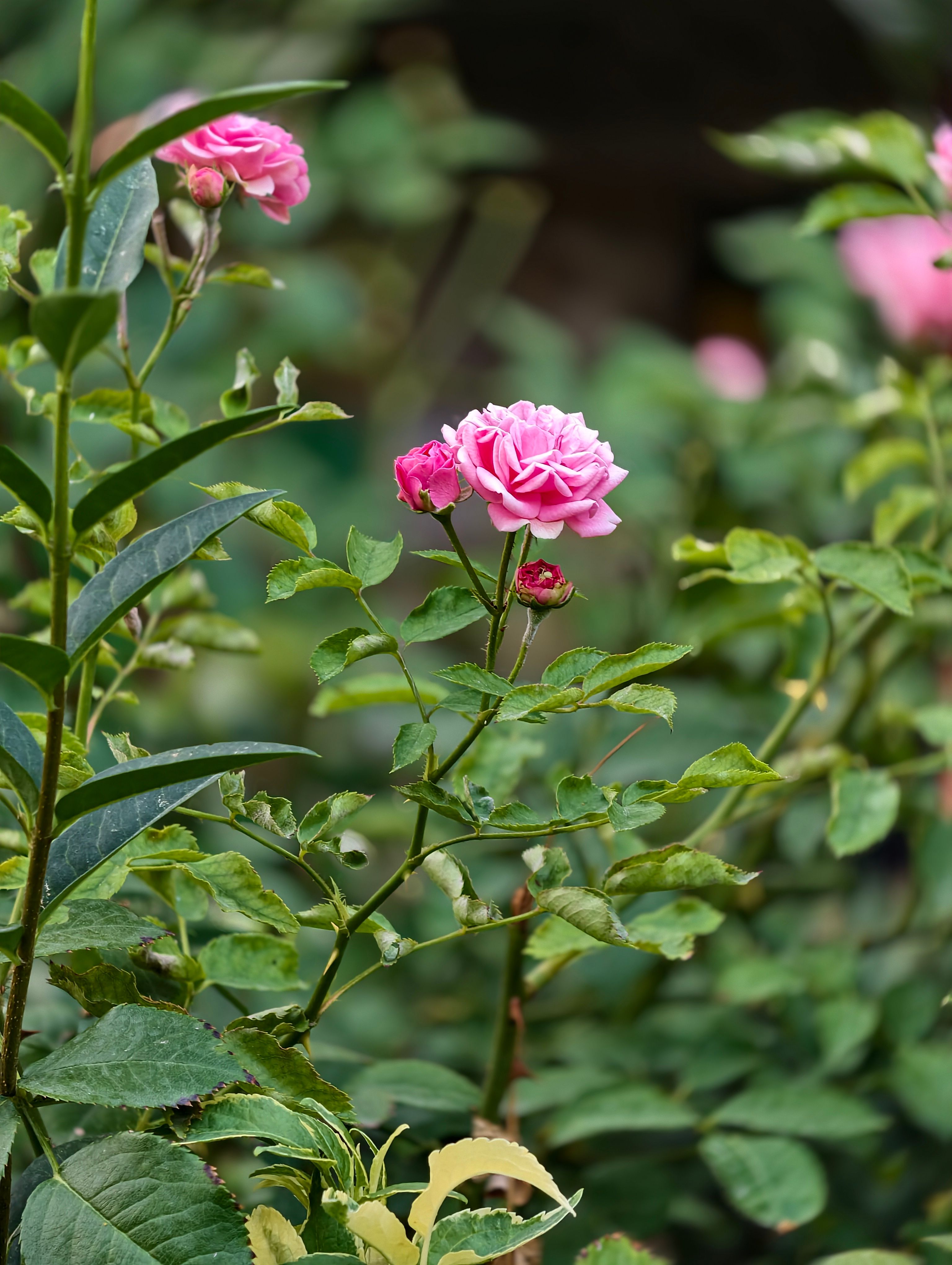 [ColoSach]-close-up-of-vibrant-pink-roses-blooming-amidst-lush-green-foliage-in-a-serene-garden-setting.