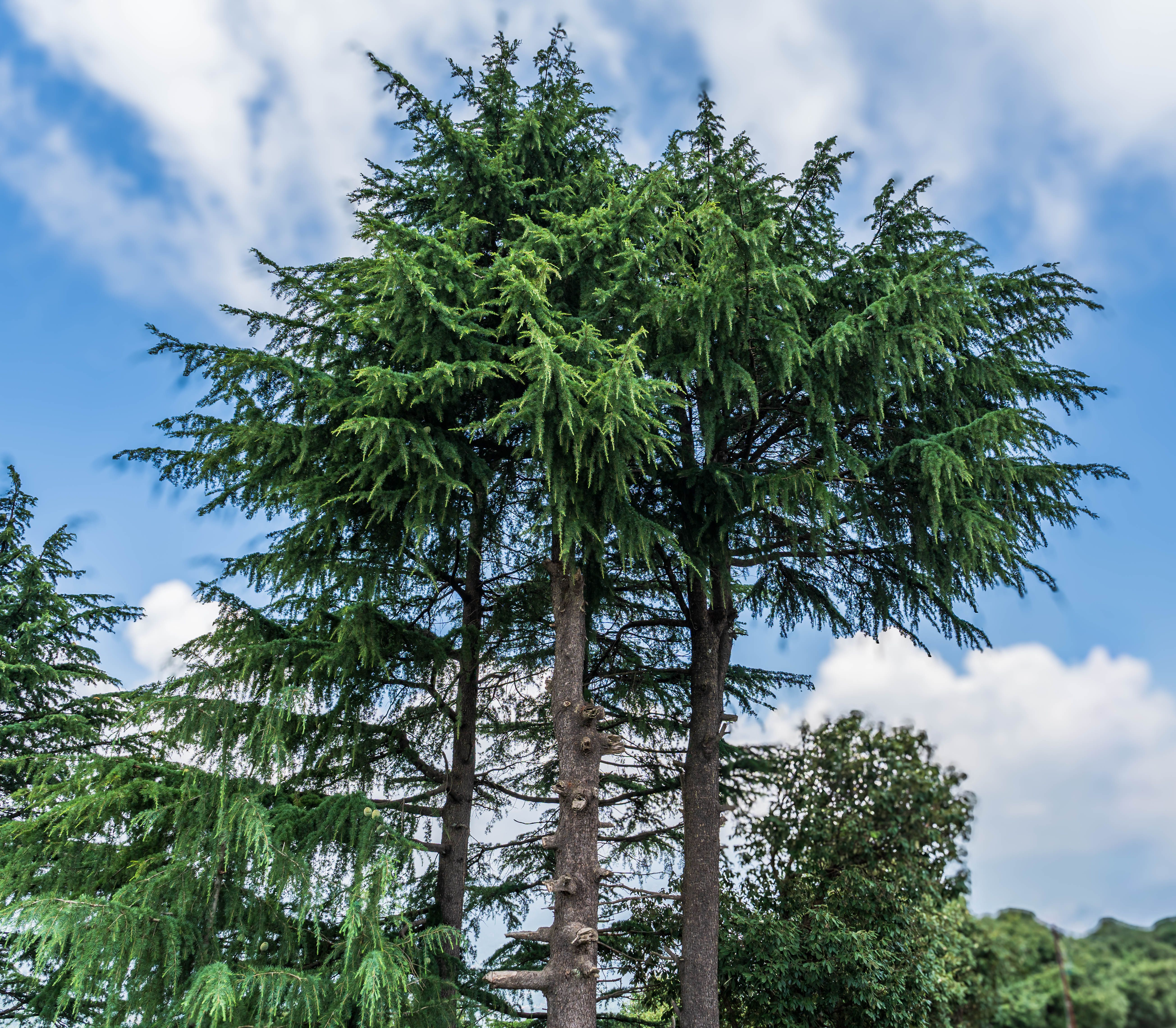 Tall evergreen trees against blue sky — western red cedar growth in Langley/Aldergrove BC