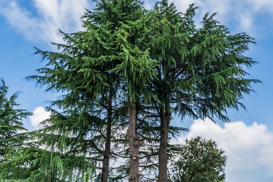 Tall evergreen trees against blue sky — western red cedar growth in Langley/Aldergrove BC