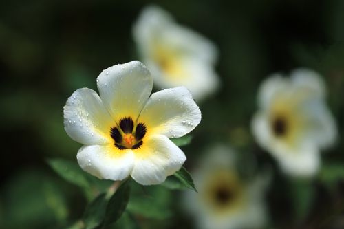 Free Stunning close-up of a white flower with dewdrops, beautifully captured with blurred background. Stock Photo