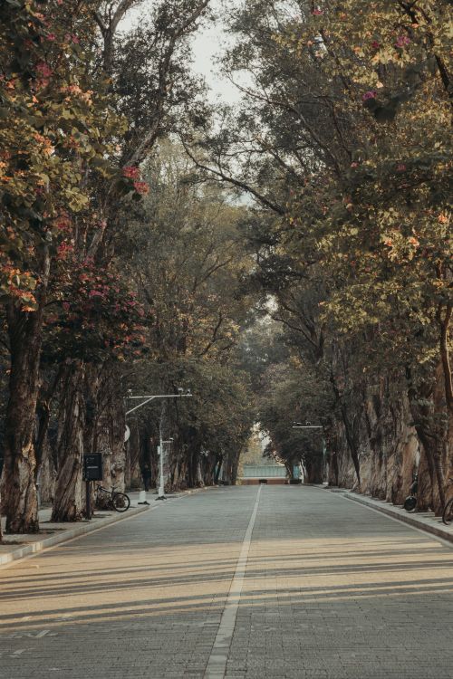 Free A serene, empty street surrounded by tall trees and dappled sunlight in an urban setting. Stock Photo