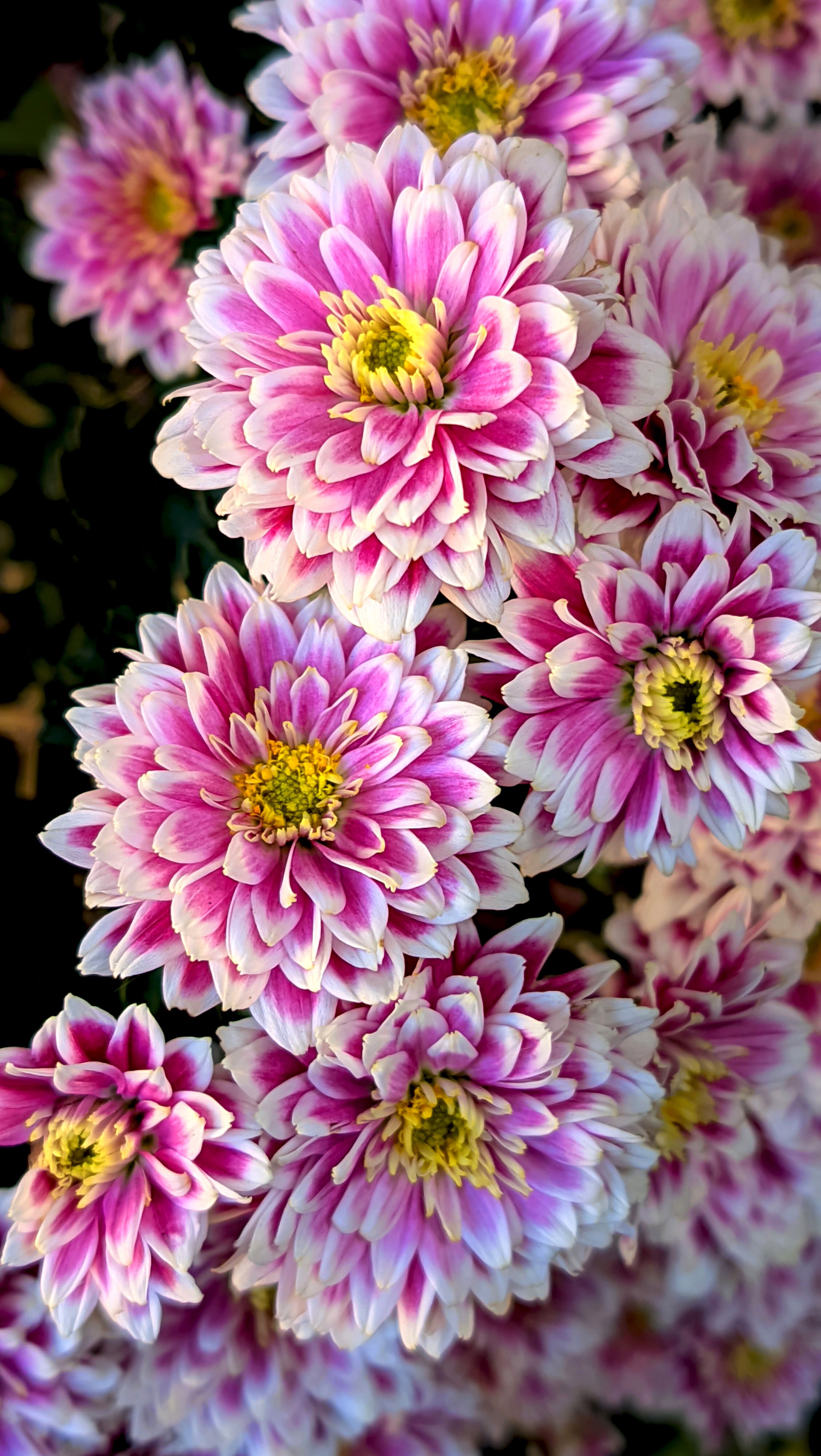 Fotomural Fotolia