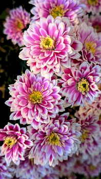 Close-up of vibrant pink chrysanthemums showcasing their intricate petal patterns.