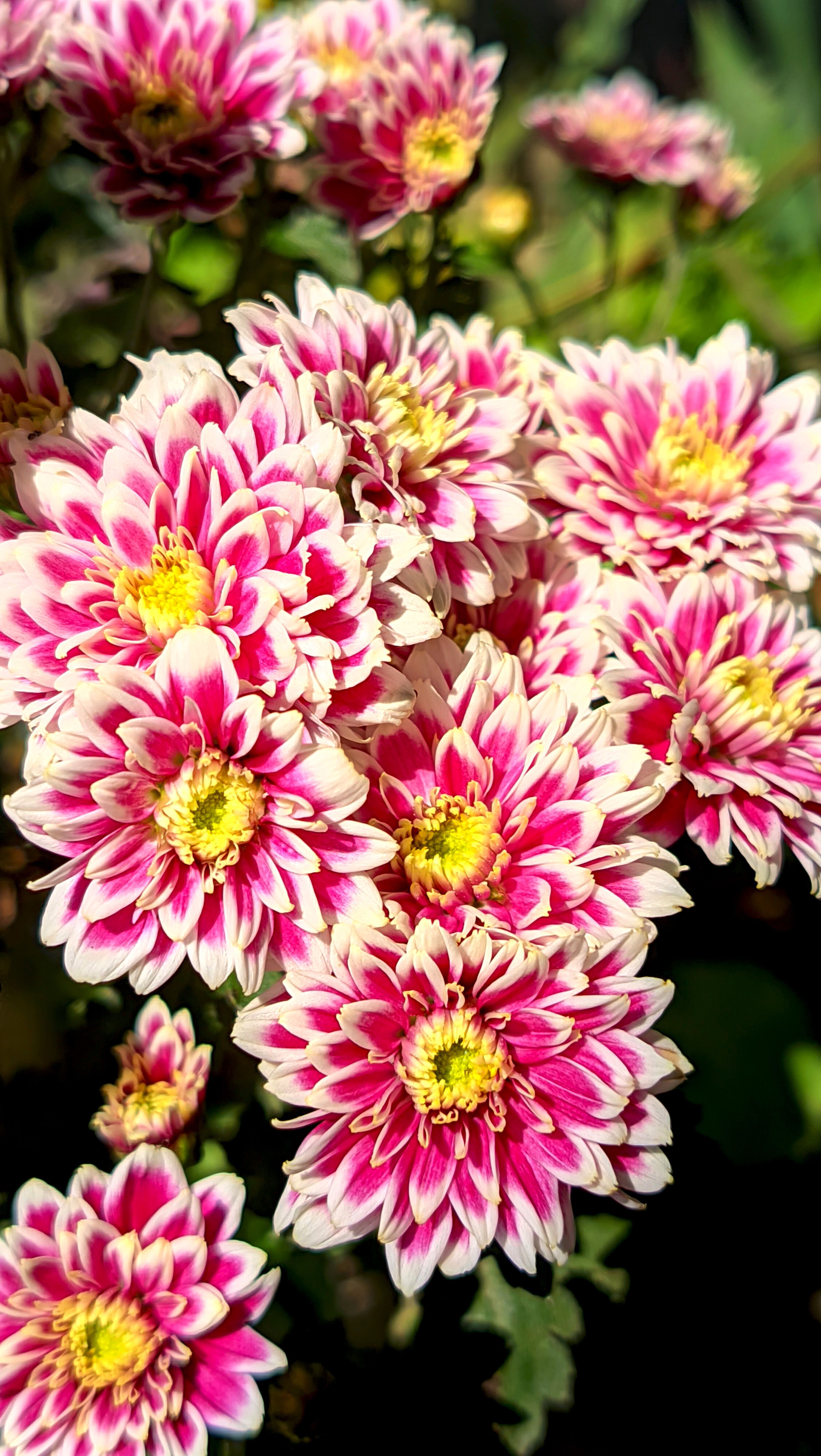 [ColoSach]-vibrant-pink-and-white-chrysanthemums-in-full-bloom,-showcasing-nature's-beauty.