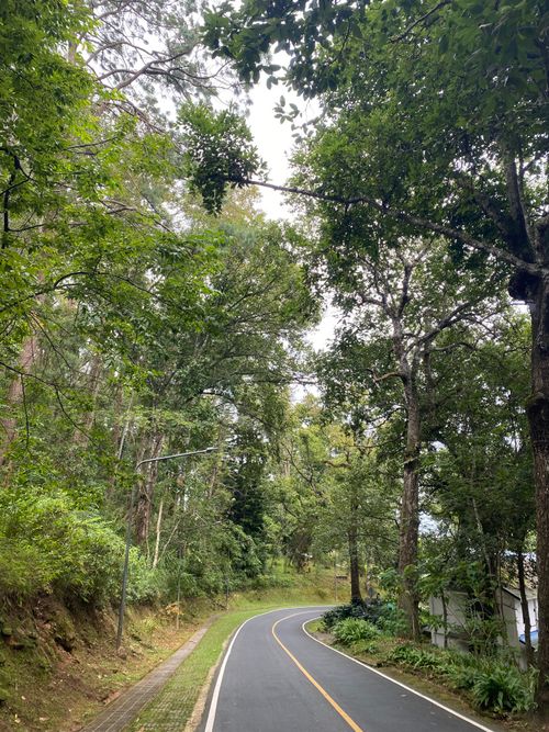 Free Curved road through a lush forest in Northern Thailand, perfect for travel and nature photography. Stock Photo