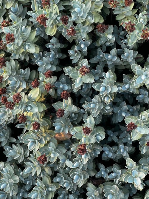 Free Detailed view of succulent plants with red flowers in Bellevue, WA garden. Stock Photo