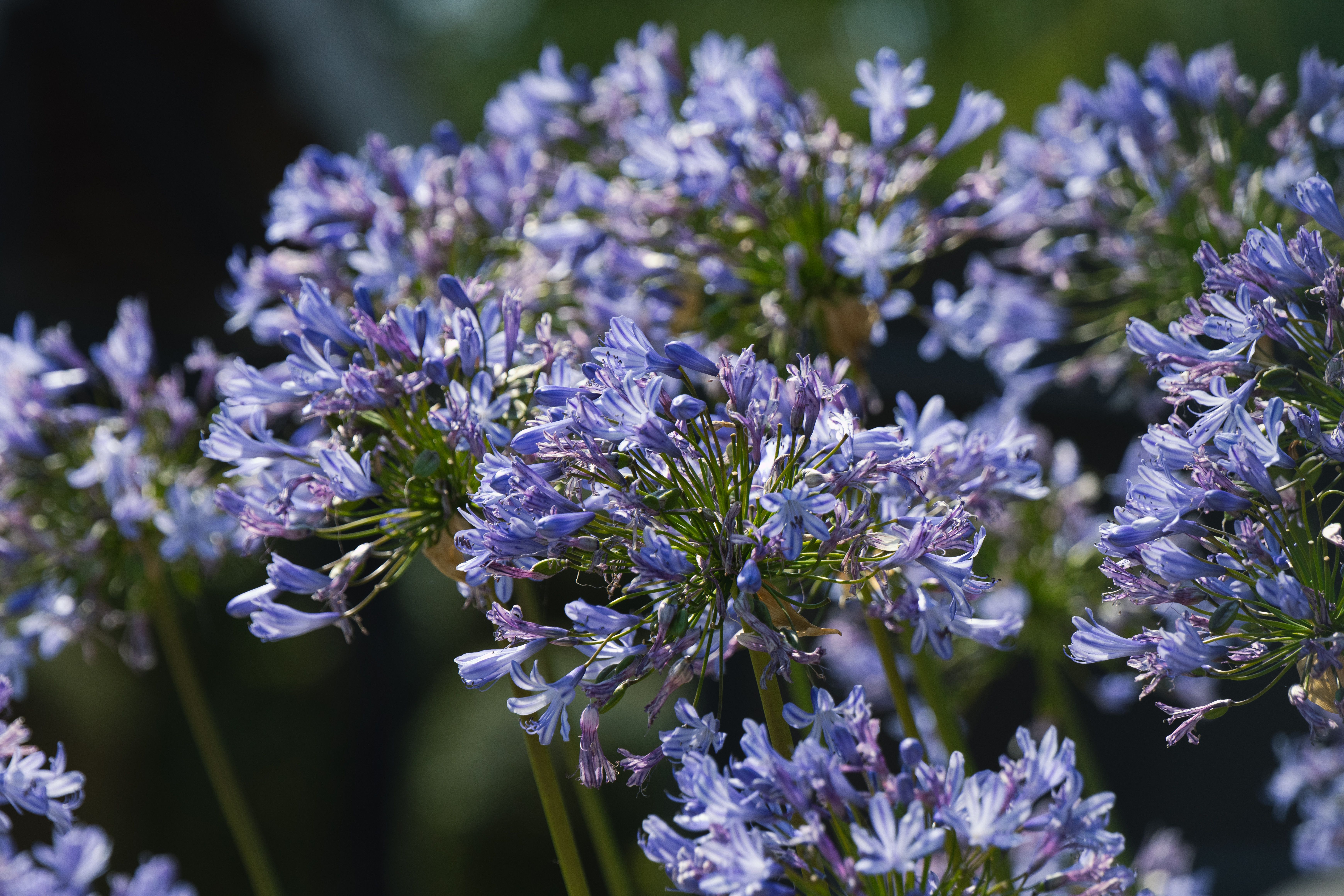 [ColoSach]-close-up-of-blooming-agapanthus-flowers-showcasing-vibrant-purple-hues-and-lush-green-stems.