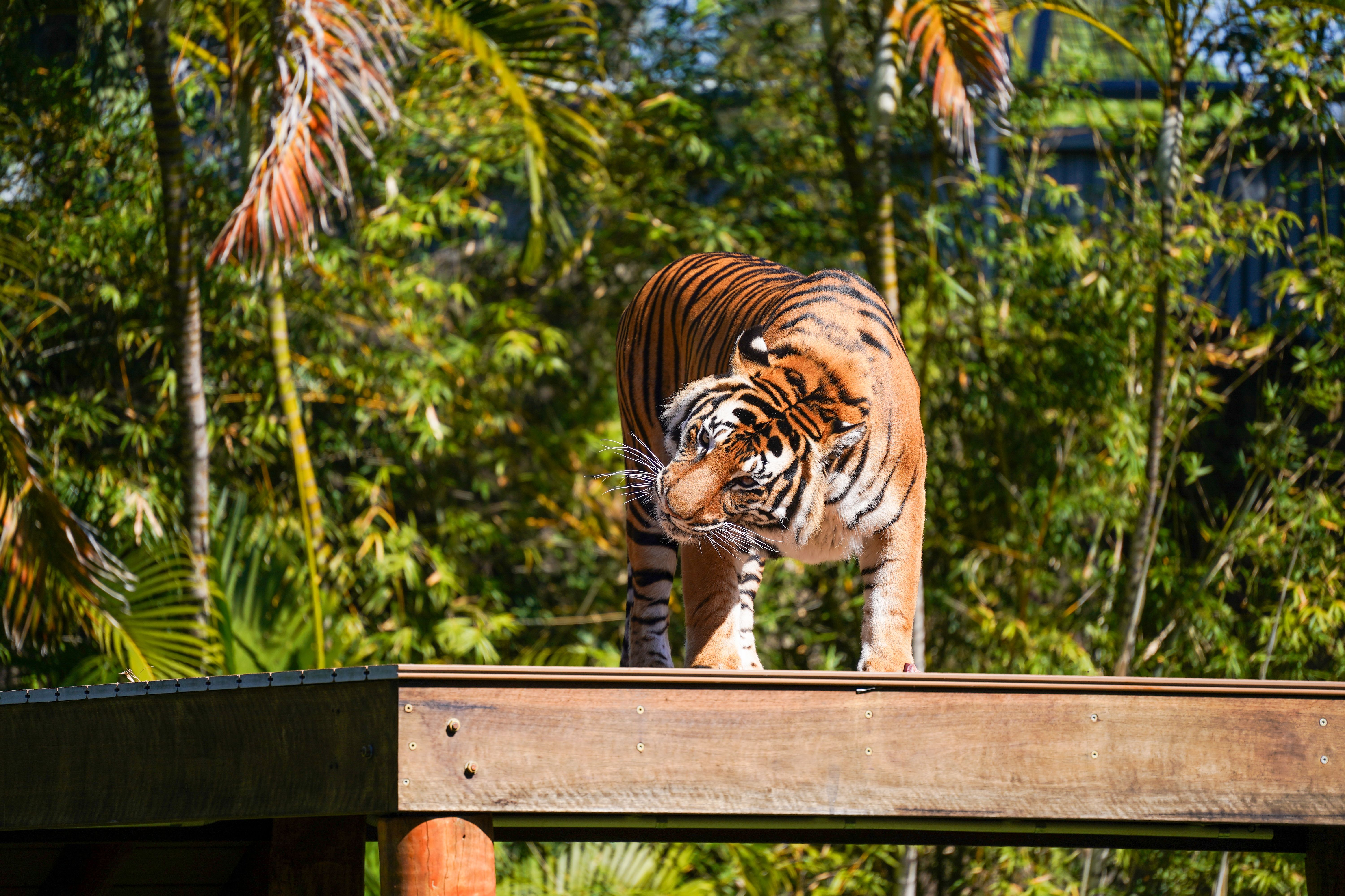 Tiger Yoga