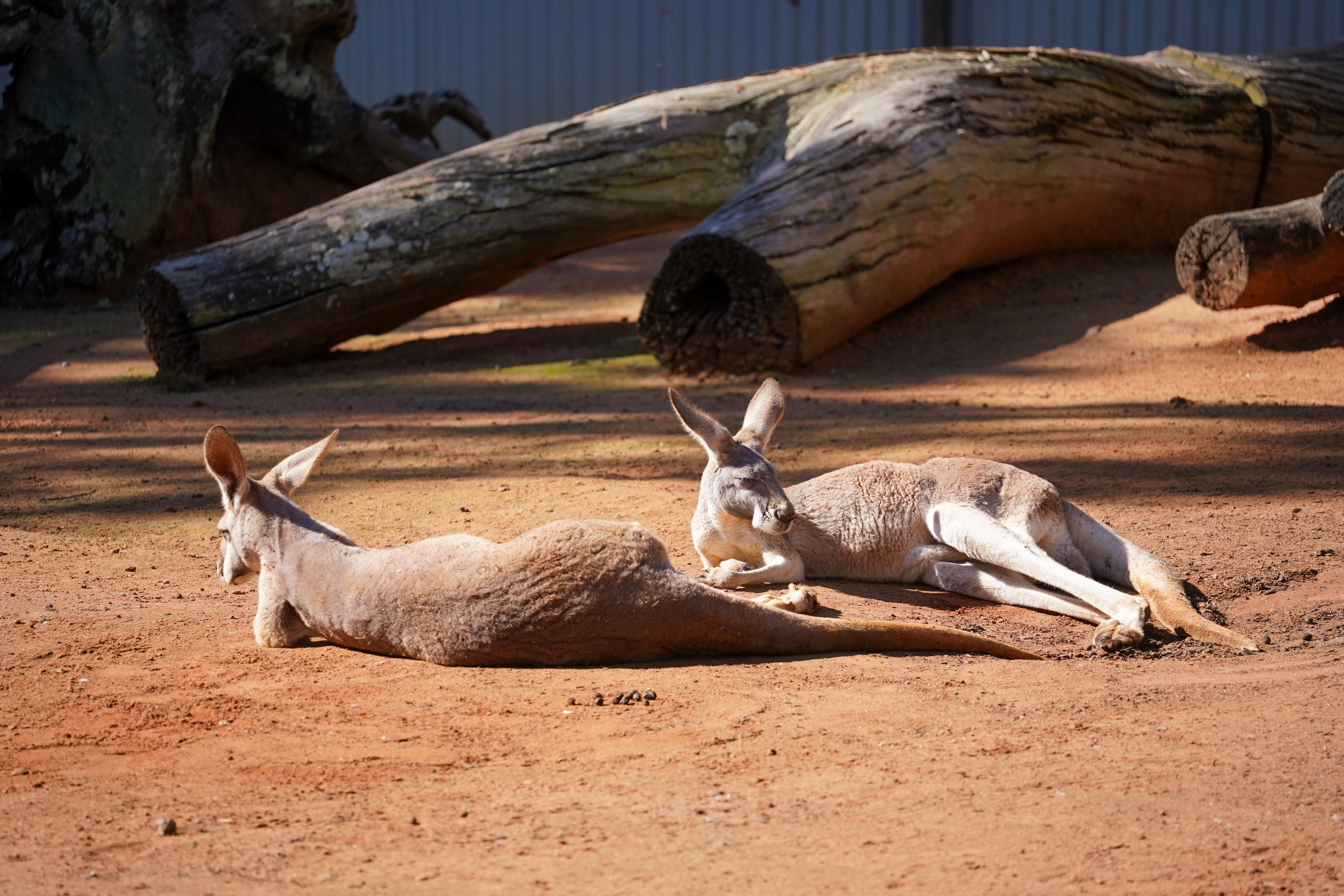 Airport transfers in Kangaroo Island