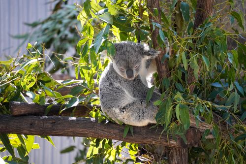 Free A serene koala perched in a eucalyptus tree, basking in the sunlight. Stock Photo