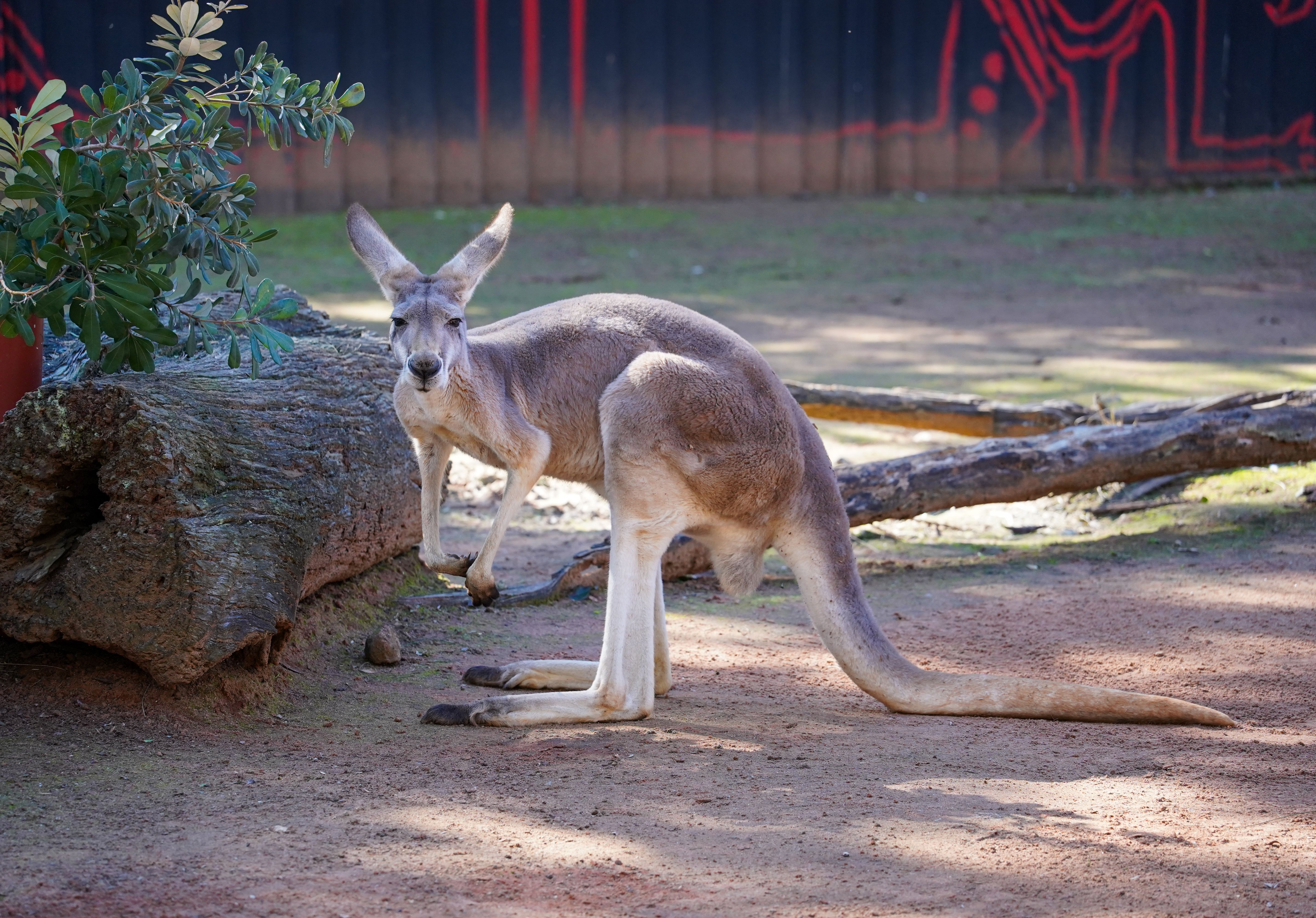 Gidgegannup