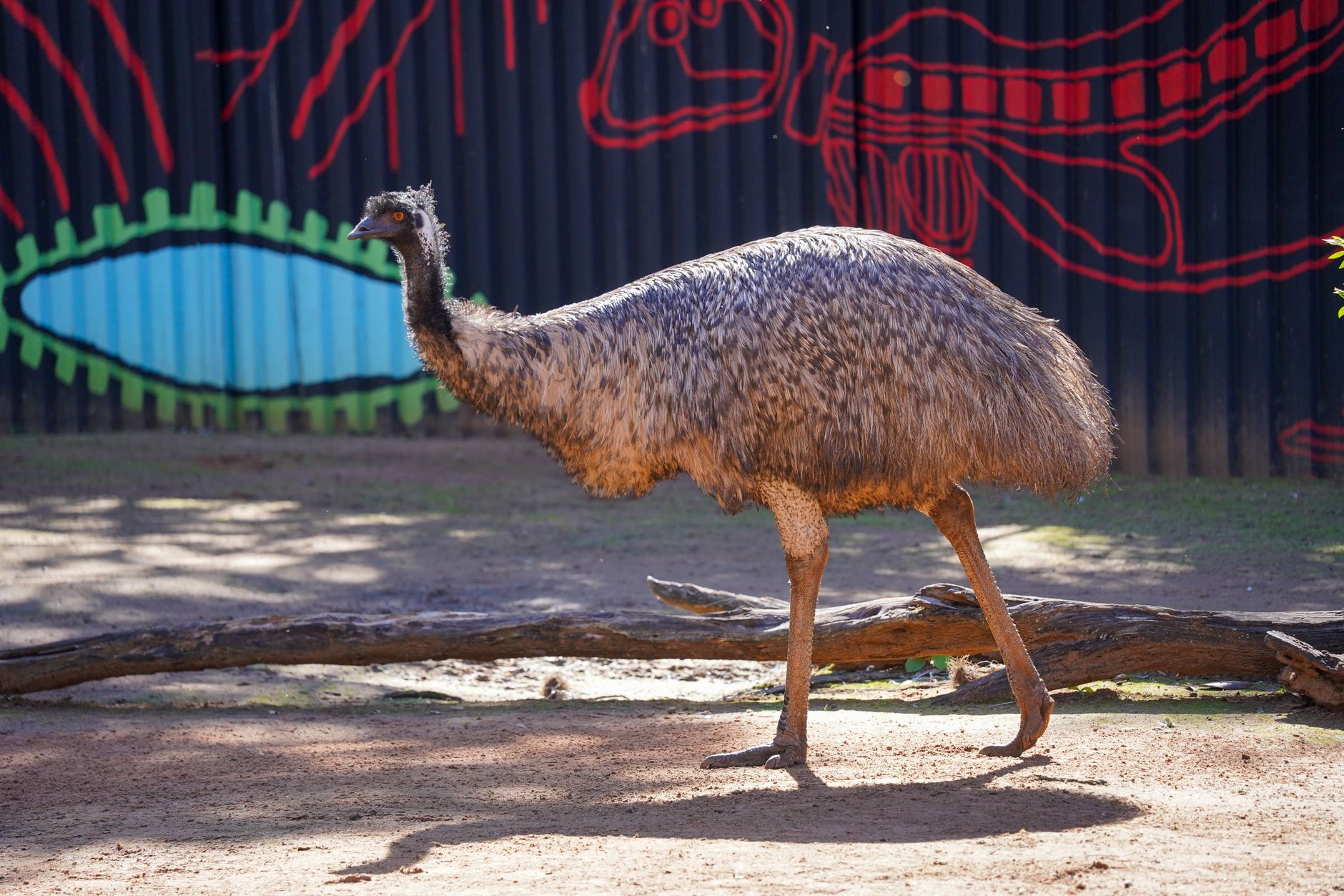 An emu strolls in a Brisbane park with vibrant mural in the background.
