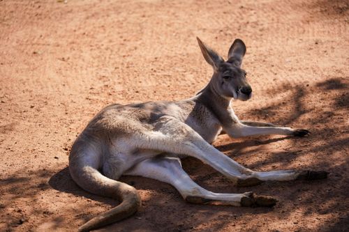 Free A kangaroo lounging on sunlit ground in Brisbane, showcasing Australian wildlife during a bright day. Stock Photo