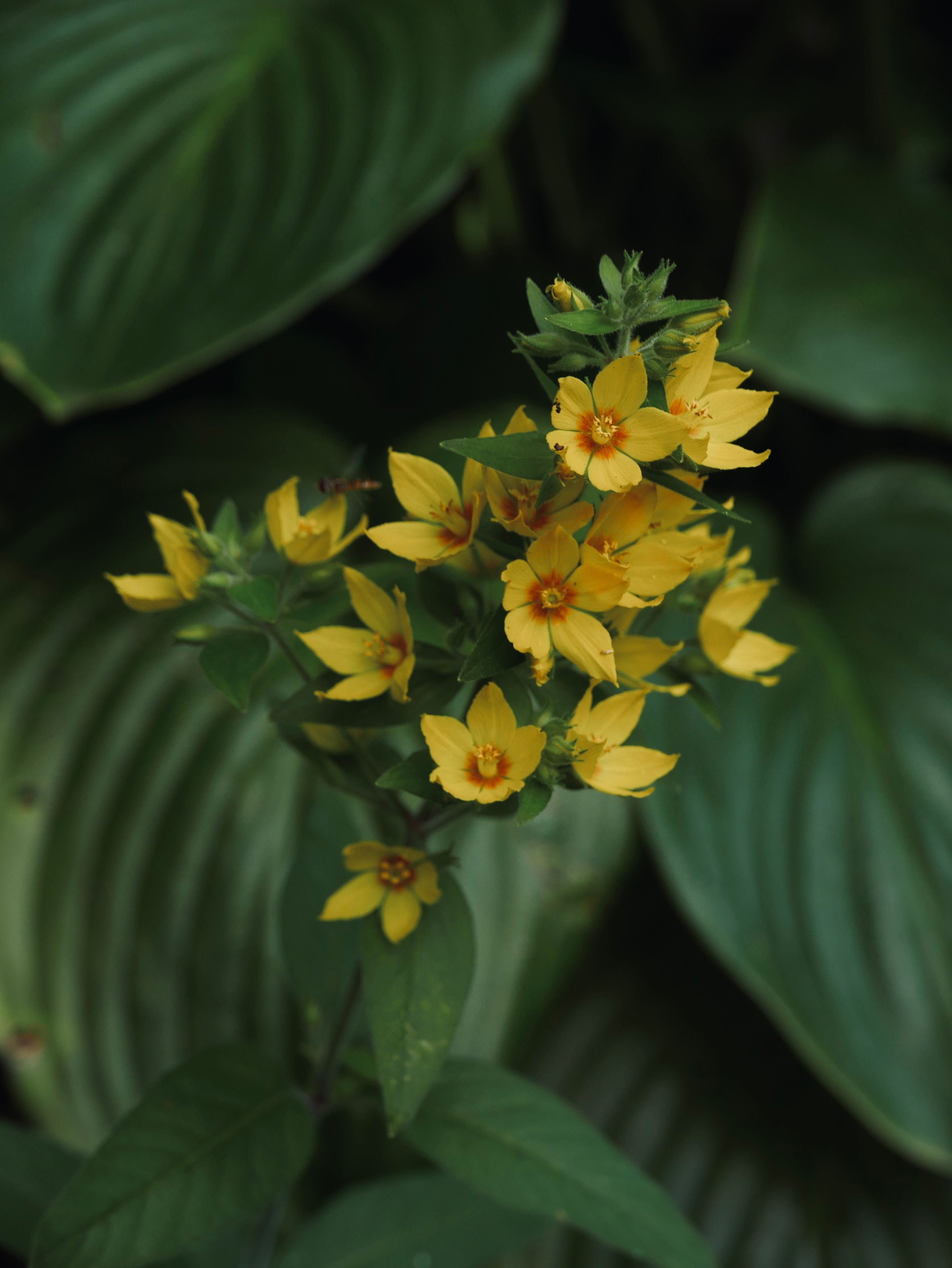 [ColoSach]-close-up-of-yellow-lysimachia-flowers-with-lush-green-leaves,-creating-a-vibrant-nature-scene.