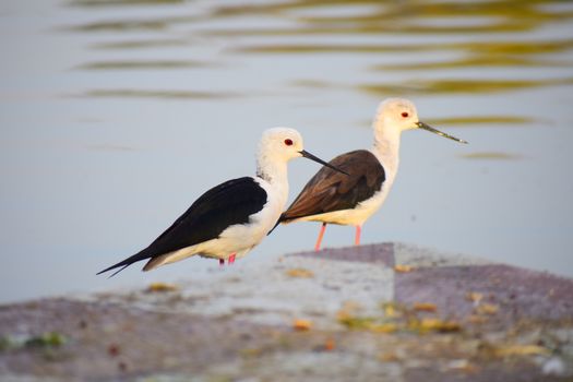 Two black-winged stilts standing on the shore of a tranquil lake.