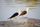 beautiful birds