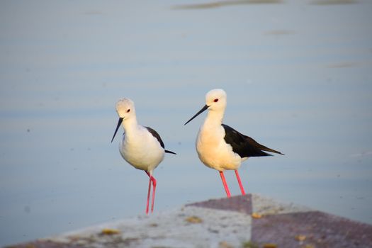 Pair of Black-winged Stilts with reflections by a tranquil lakeside.