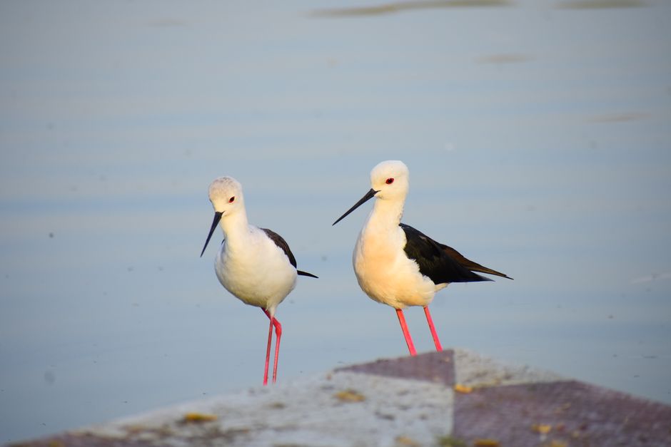Pair of Black-winged Stilts with reflections by a tranquil lakeside.