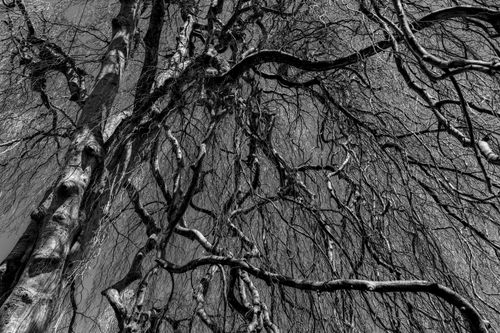 Free Artistic black and white photo of tree branches creating intricate patterns. Stock Photo